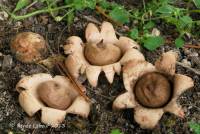 Geastrum morganii image