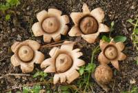 Geastrum morganii image