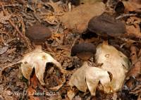 Geastrum pectinatum image