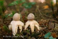 Geastrum quadrifidum image