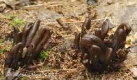 Geoglossum atropurpureum image