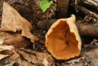 Gyromitra leucoxantha image