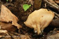 Gyromitra leucoxantha image