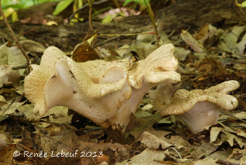 Polyporus melanopus f. melanopus image