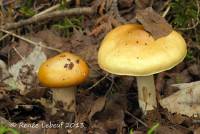 Cortinarius trivialis image