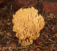 Ramaria flaccida var. flaccida image