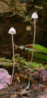 Mycena filopes image