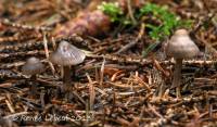 Mycena tenax image