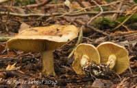 Cortinarius viridicarneus image