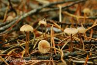 Mycena alexandri image