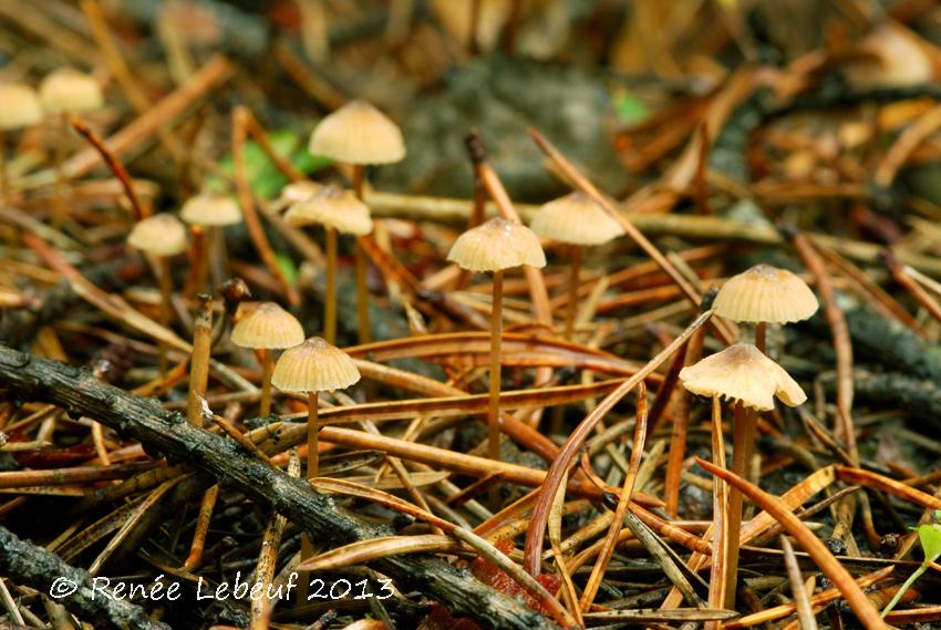 Mycena alexandri image