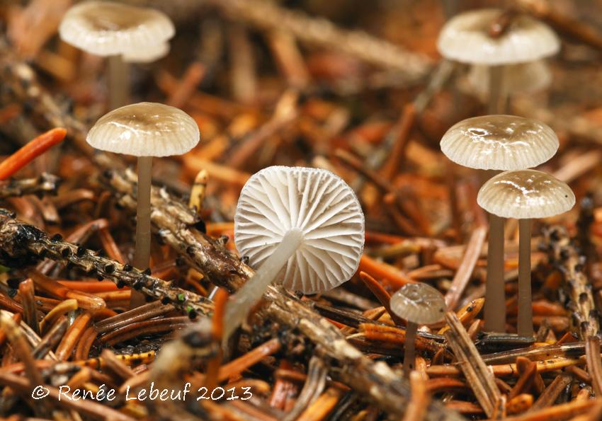 Mycena vulgaris image