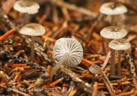 Image of Mycena vulgaris