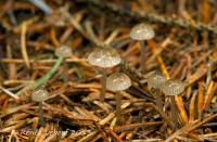 Mycena vulgaris image