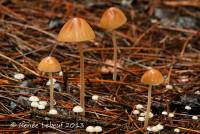 Conocybe hornana image