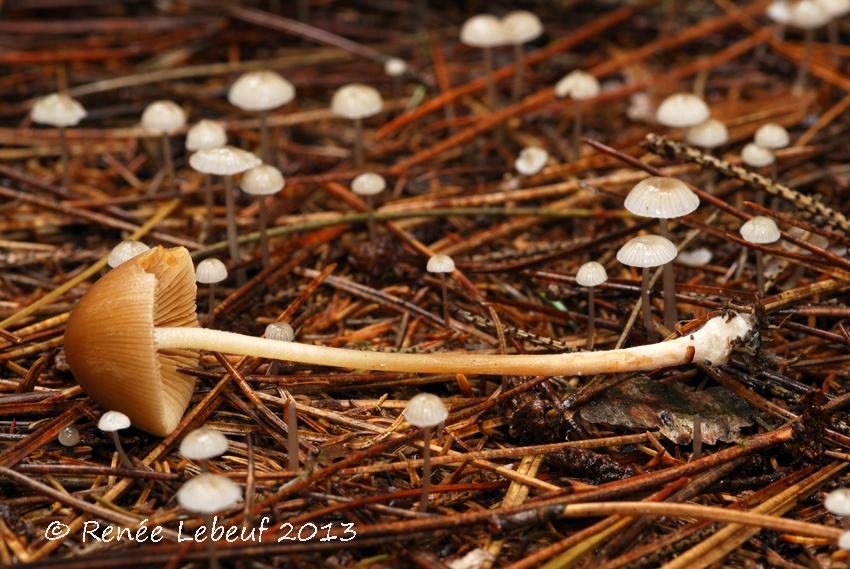 Conocybe hornana image