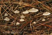 Mycena tenax image