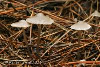 Mycena tenax image