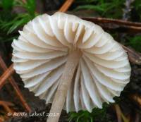 Mycena rubromarginata image