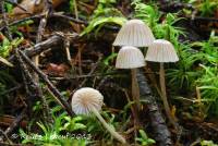 Mycena rubromarginata image