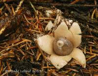 Geastrum quadrifidum image