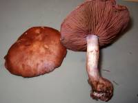 Cortinarius brunneotinctus image