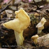 Helvella lacunosa image