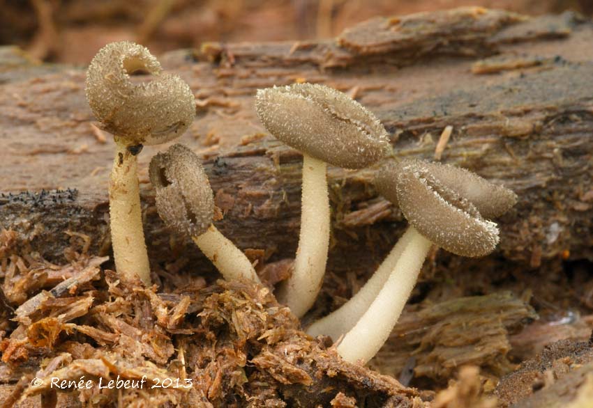 Helvella macropus image