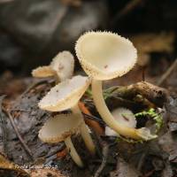 Helvella macropus image