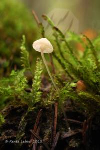 Hemimycena gracilis image