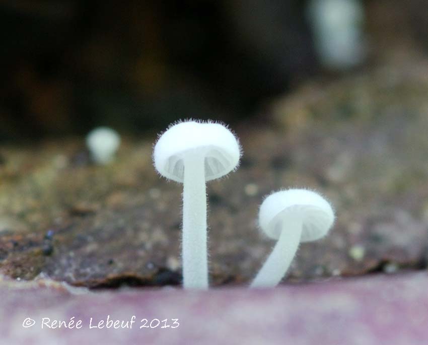 Hemimycena mauretanica image