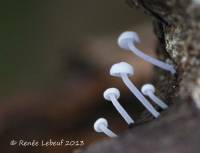 Hemimycena mauretanica image