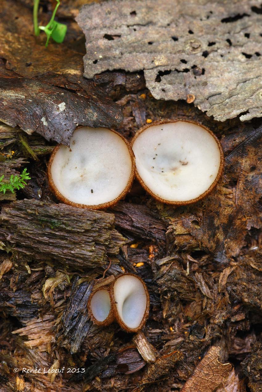 Humaria hemisphaerica image