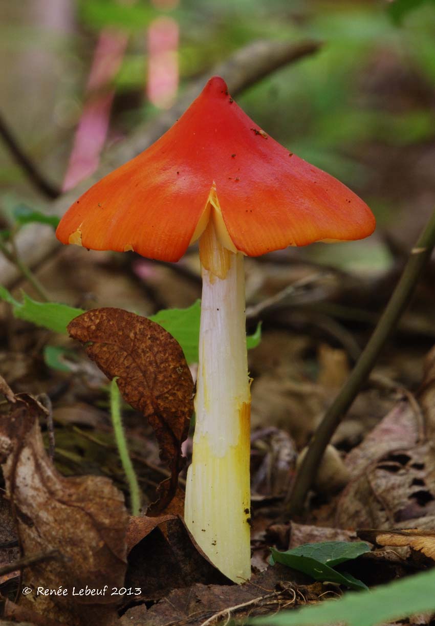 Hygrocybe acutoconica image