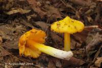 Hygrocybe acutoconica image