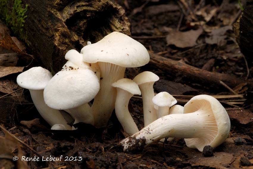 Hygrocybe angustifolia image