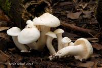 Image of Hygrocybe angustifolia