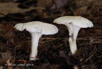 Hygrocybe angustifolia image