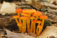 Hygrocybe miniata image