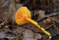 Hygrocybe minutula image