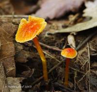 Hygrocybe minutula image