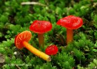 Hygrocybe minutula image