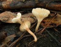 Hygrocybe russocoriacea image