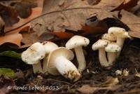 Hygrophorus roseobrunneus image