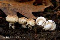 Hygrophorus roseobrunneus image