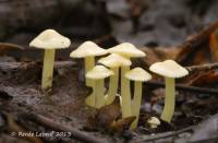 Inocybe paludinella image