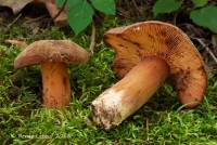 Lactarius corrugis image