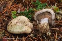 Lactarius paradoxus image