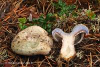 Lactarius paradoxus image