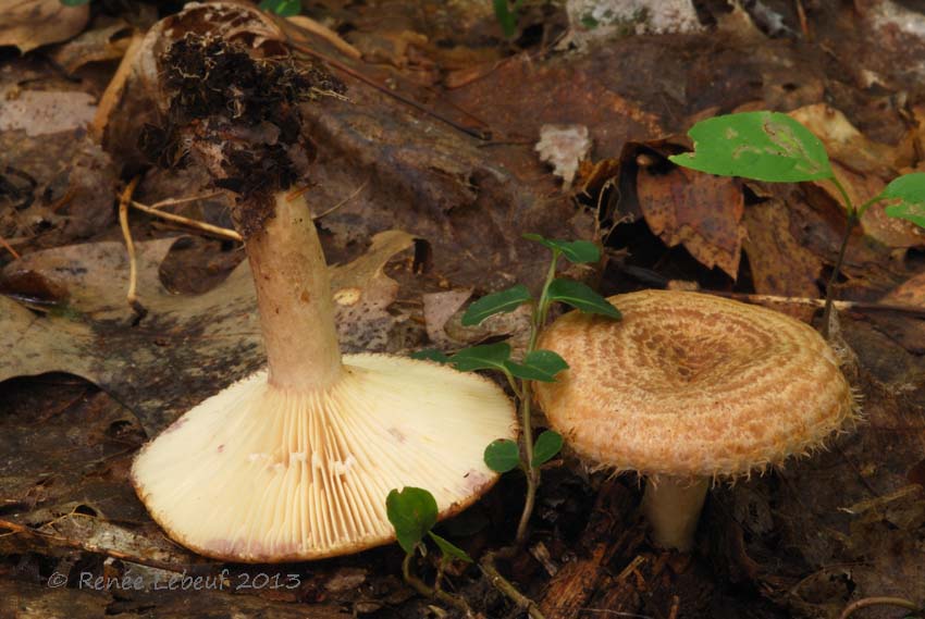 Lactarius dispersus image